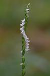 Spiranthes tuberosa Raf.