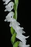 Spiranthes tuberosa Raf.
