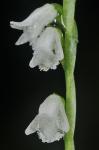 Spiranthes tuberosa Raf.