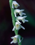 Spiranthes vernalis Engelm. & Gray