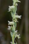 Spiranthes vernalis Engelm. & Gray