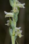 Spiranthes vernalis Engelm. & Gray