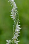 Spiranthes vernalis Engelm. & Gray