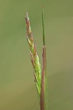 Sporobolus clandestinus (Biehler) A.S. Hitchc.