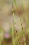 Sporobolus vaginiflorus (Torr. ex Gray) Wood