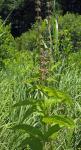 Stachys appalachiana D.B. Poindexter & J.B. Nelson