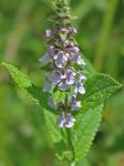 Stachys appalachiana D.B. Poindexter & J.B. Nelson
