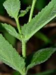 Stachys arenicola Britt.