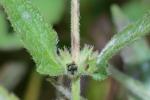 Stachys arenicola Britt.