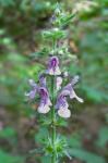 Stachys arenicola Britt.