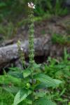 Stachys arenicola Britt.