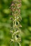 Stachys arenicola Britt.