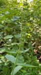 Stachys arenicola Britt.