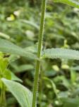 Stachys arenicola Britt.