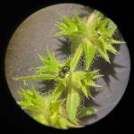 Stachys arenicola Britt.