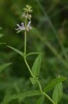 Stachys aspera Michx.