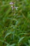 Stachys aspera Michx.