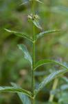 Stachys aspera Michx.