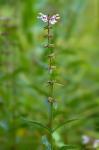 Stachys aspera Michx.