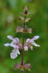 Stachys aspera Michx.