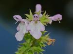 Stachys aspera Michx.