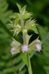 Stachys aspera Michx.