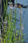 Stachys aspera Michx.