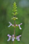 Stachys aspera Michx.