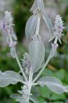 Stachys byzantina K. Koch ex Scheele