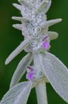 Stachys byzantina K. Koch ex Scheele
