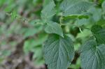 Stachys cordata Riddell