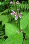 Stachys cordata Riddell