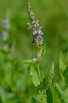Stachys eplingii J. Nelson