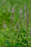 Stachys eplingii J. Nelson
