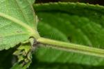 Stachys eplingii J. Nelson