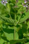 Stachys eplingii J. Nelson