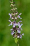 Stachys eplingii J. Nelson