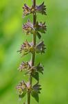 Stachys eplingii J. Nelson