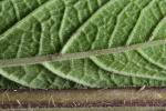 Stachys eplingii J. Nelson