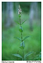 Stachys hispida Pursh