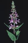Stachys hispida Pursh