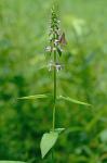 Stachys hispida Pursh