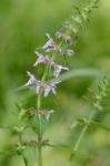 Stachys hispida Pursh