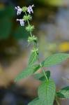 Stachys hispida Pursh