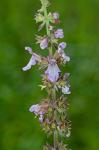 Stachys hispida Pursh