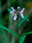 Stachys hyssopifolia Michx.