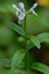 Stachys hyssopifolia Michx.