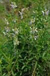 Stachys hyssopifolia Michx.
