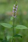 Stachys matthewsii G.P. Fleming, J.B. Nelson, & J.F. Townsend