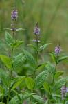 Stachys matthewsii G.P. Fleming, J.B. Nelson, & J.F. Townsend